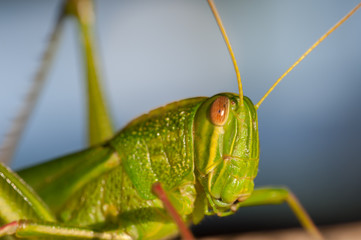 macro Grasshopper