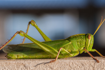 An Image of  Grasshoppers . macro Grasshopper