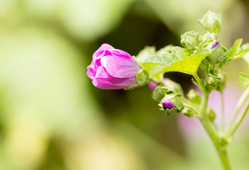 Obraz premium beautiful purple flower in nature