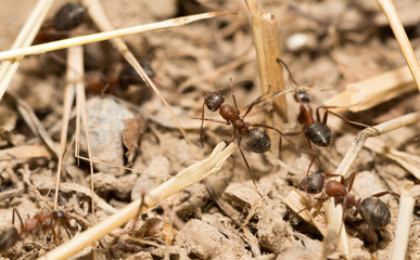 ants on the ground. macro