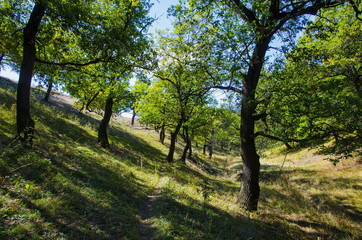 Тропа проходит через дубовый лес.
