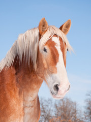 Obraz premium Handsome Belgian draft horse with snow on his muzzle, against clear blue sky