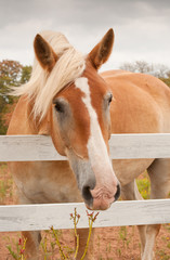 Naklejka premium Cute Belgian Draft horse looking at the viewer over a white board fence