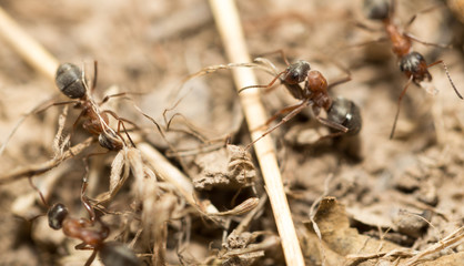 ants on the ground. macro