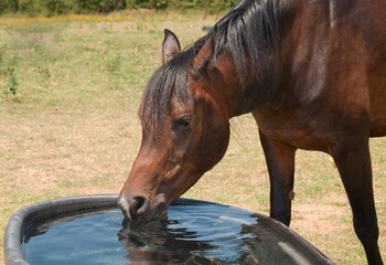 Obraz premium Horse drinking from a water trough on a hot summer day