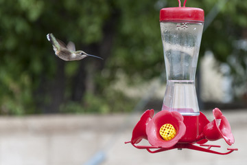 Hummingbird Feeding