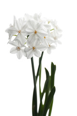 Paperwhites