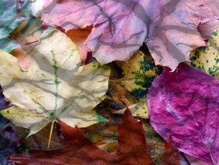 close up of colorful dry fall leaves with tree silhouette pattern  overlay