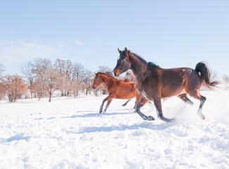 Horses running down hill in a snowy pasture in bright sunshine