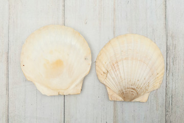 sea shells