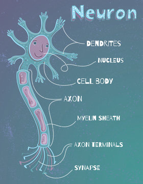 Vector illustration of human neuron for kids