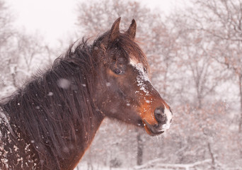 Cute dark bay Araian horse in heavy snow fall