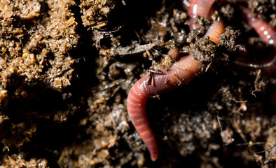 red worm manure. macro