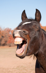 Dark bay horse yawning, looking like he is laughing
