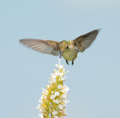 Frontal view of a Hummingbird feeding on white Buddleia flower in flight