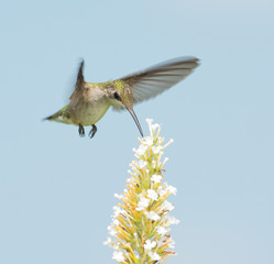 Hummingbird reaching for nectar in flight