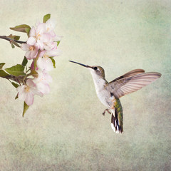 Ruby-throated Hummingbird hovering next to apple blossoms, on textured background