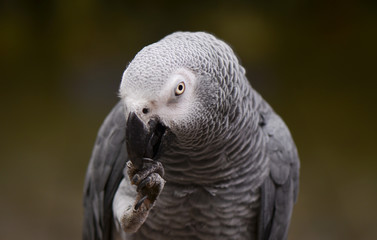 Obraz premium Portrait of an Congo African Grey Parrot (Psittacus erithacus erithacus)