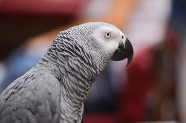 Portrait of an Congo African Grey Parrot (Psittacus erithacus erithacus)