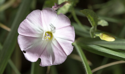 beautiful white flower in nature