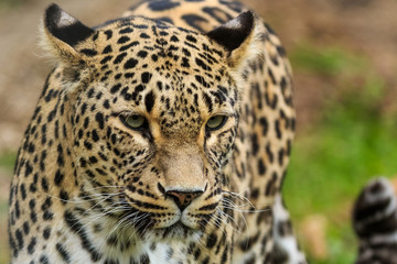 Fototapeta na wymiar Leopard closeup