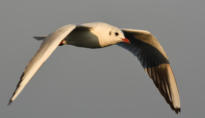 Seagull flying with open wings.