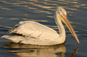 Pelican swimming on sea.