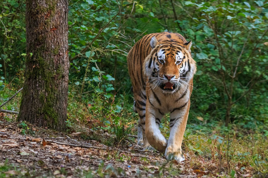 Tiger walking through the forest