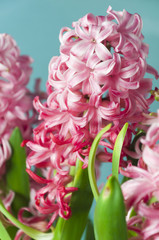 Hyacinth