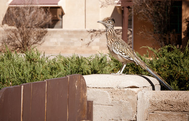 Roadrunner