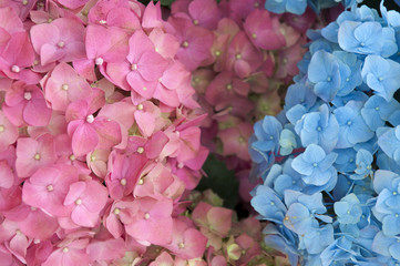 Hydrangeas