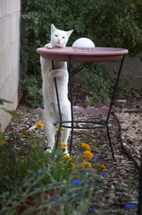 Cat at Fountain
