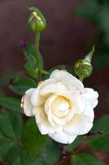 White Rose