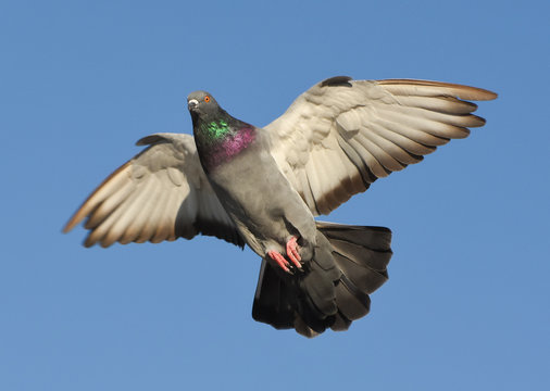 Pigeon flying with open wings, Dove in the air with wings wide open in-front of the blue sky