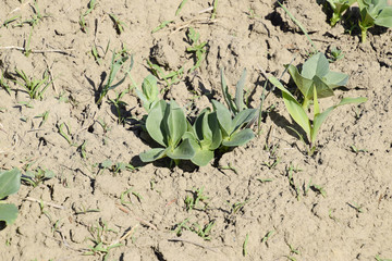 The young shoots of beans. Growing beans in the garden