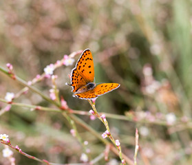 red butterfly in nature. macro