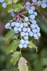 Blue Berries