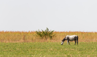 a horse in a pasture in nature