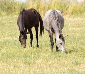 Naklejka na ściany i meble two horses on pasture at nature