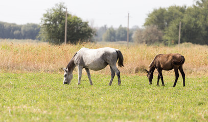 Obraz na płótnie Canvas two horses on pasture at nature