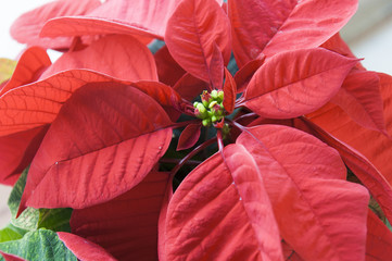 Poinsettia