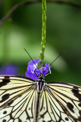 Tree Nymphsidea Butterfly