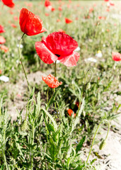 Field of poppies.