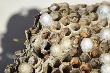 Wasp nest without wasps. Captured ravaged nest wasps. Honeycombs with larvae