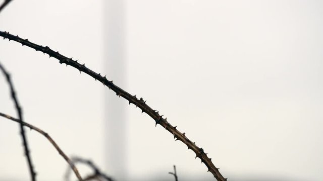 Red-backed Shrike (Lanius collurio)
