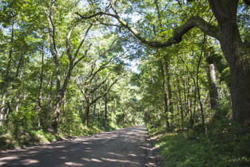 Scenic tree-lined path on Edisto Island, SC