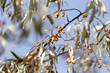 Jude fruit in nature
