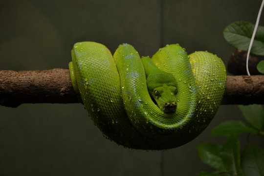 Green Tree Python