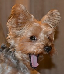 Yawning Yorkie