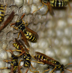 Obraz na płótnie Canvas Wasp nest with wasps sitting on it. Wasps polist. The nest of a family of wasps which is taken a close-up